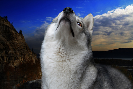 a lone wolf among the darkest song of the mountain landscapeの写真素材