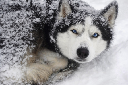 Husky in the snowの写真素材