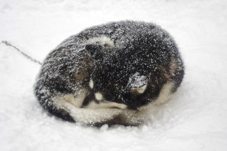 Siberian Husky curled up and asleep in the snowの写真素材