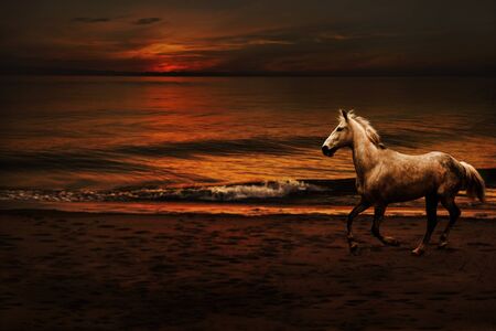 Beautiful night background with running horse on the beachの写真素材