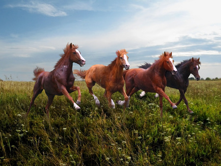 Wild horses gallop along the grassの写真素材