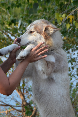 dog and man