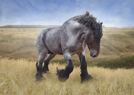 A huge powerful horse of the Brabanson breed runs against the background of a steppe landscapeの写真素材