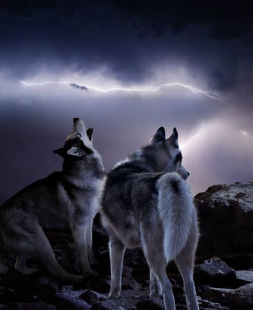 two wolves at night in a thunderstormの写真素材