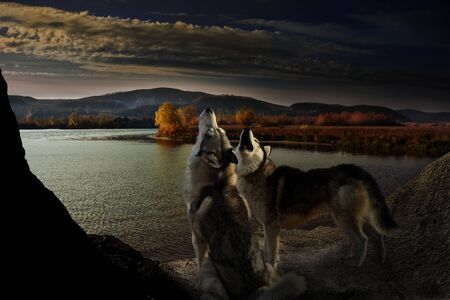 two wolves howl on the autumn riverbank