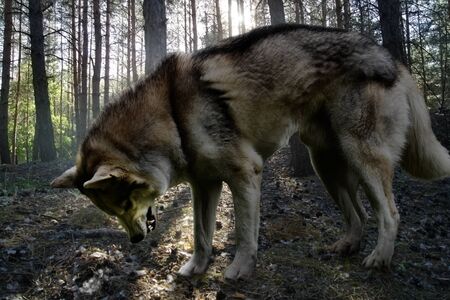 Angry wolf in a summer coniferous forest lit by the rays of the sun