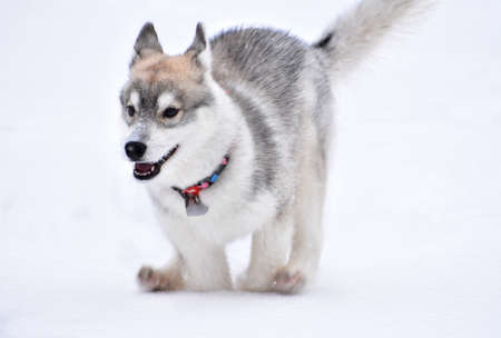 gray funny funny Siberian husky puppy 4 months of age running in the snowの写真素材