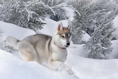 a small puppy of the Siberian Husky breed carefreely jumps through the snow-covered forest without...
