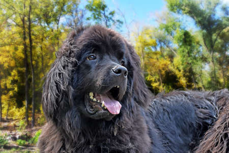 gorgeous huge good-natured black giant Newfoundland dog enjoying golden autumn in the forestの写真素材