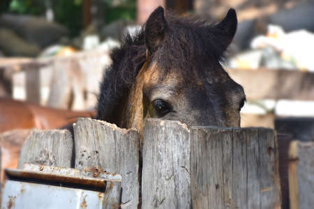 a little chestnut curious foal sadly looks out from behind a wooden fenceの写真素材