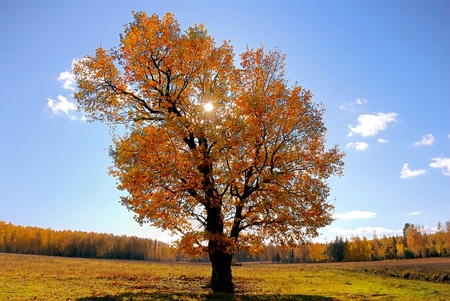 Solar tree in autumn day