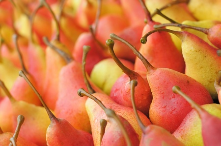 Background of ripe pears. A lot of ripe pears. Red and yellow fruits.