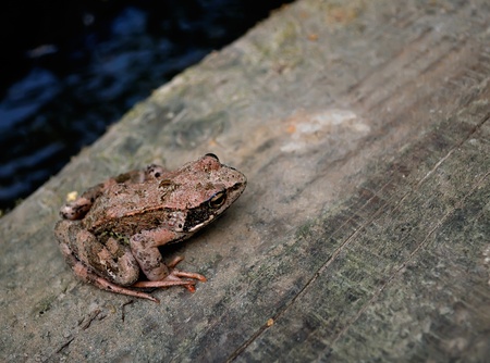 Forest frog. Amphibious river bridge.の写真素材