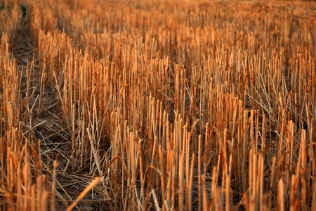 Wheat field. Harvest in autumn.の写真素材