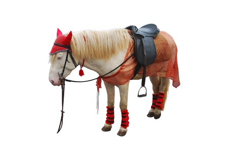 A small pony in dresses.の写真素材