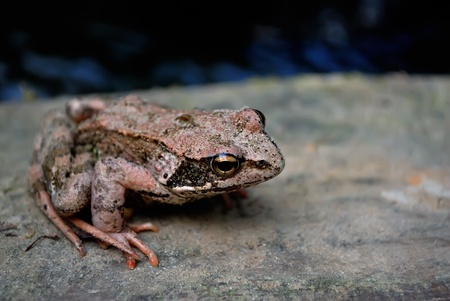Frog in the natural habitatの写真素材