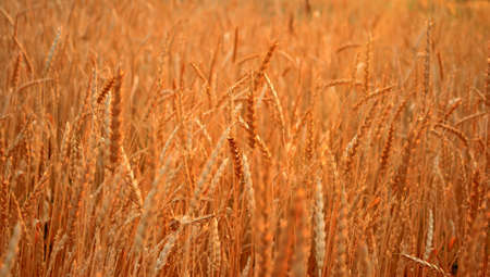 Rye field at sunset. Harvesting.の写真素材