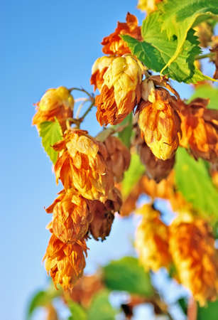 Golden hops  Beer raw materials 