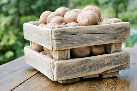 Potatoes in the box against the green of the garden  Potato crop in a wooden box の写真素材