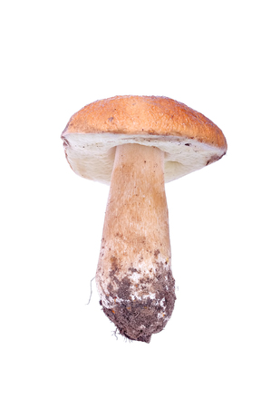 White mushrooms on a white background.の写真素材