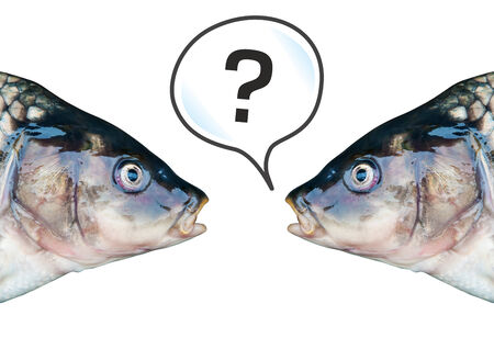 Fresh fish on a cutting board. Carp mirror.の写真素材