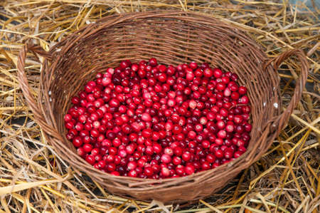 Cranberries in a wicker basket on strawの写真素材