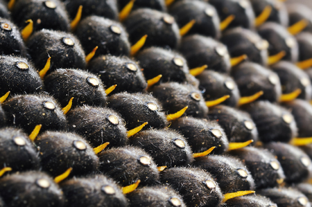 Black sunflower seeds. seeds sun.の写真素材