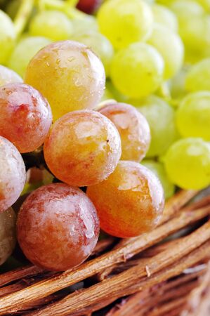 Grapes in a wicker basket. Harvest of ripe grapes.の写真素材
