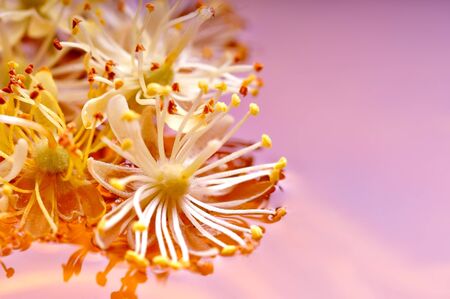 Linden tea in a glass cup.の写真素材
