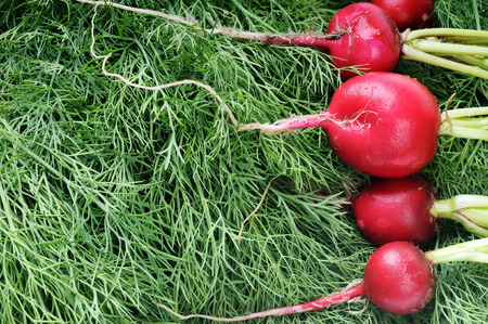 Ripe radish and green dill.Green background and red vegetables.の写真素材