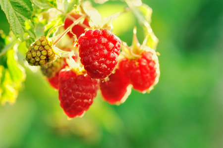 Growing Organic Berries Closeup. Ripe Raspberry In The Fruit Gardenの写真素材