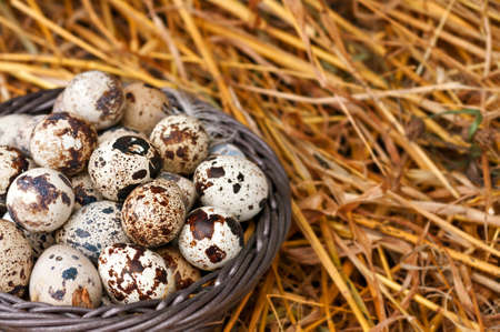 Quail eggs in the basket on straw.の写真素材