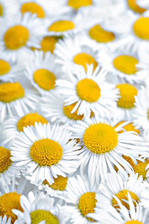 Many daisies. Background of chamomile flowers.の写真素材
