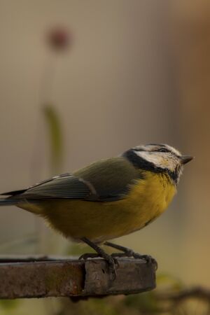 bird is in loveの写真素材