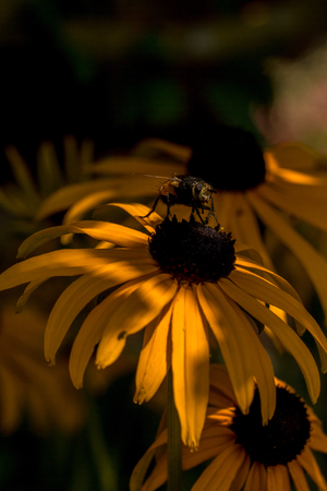 Sun in the shade with a beeの写真素材