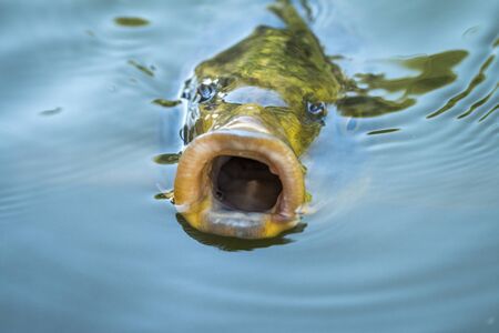Carp wants to get feedの写真素材