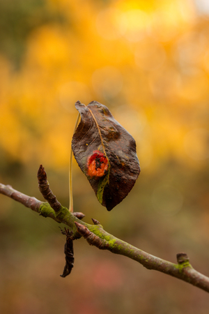 leaf of a cherry in autumnの写真素材