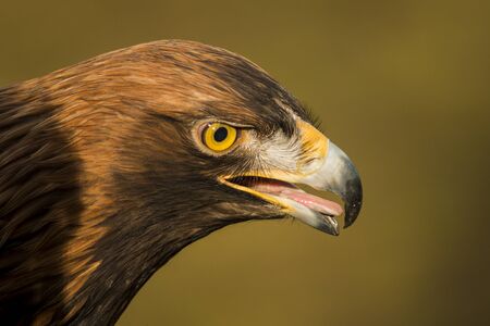 Portrait of a golden eagleの写真素材