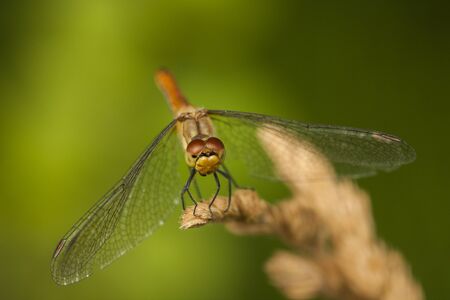 dragonfly sitting on cornstalkの写真素材