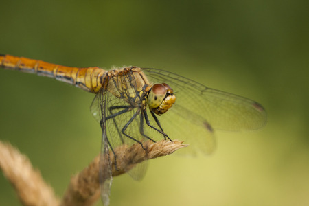 dragonfly sitting on cornstalkの写真素材