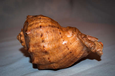 Sea Shell Isolated On White