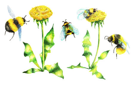 Llittle bumblebees and yellow dandelions on a white background. Watercolor. Illustrationの写真素材