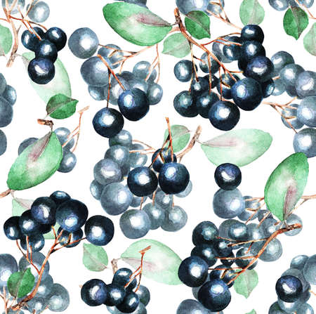 A Currant branch on a white background, pattern, watercolor, illustrationの写真素材
