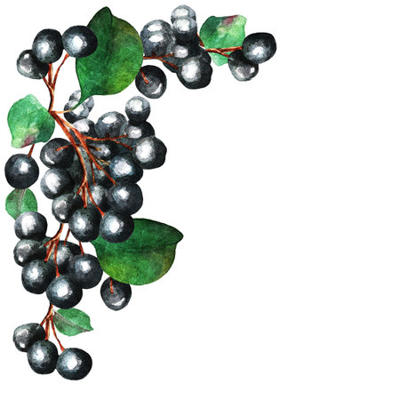Currant on a white background with leaves, frame, watercolorの写真素材