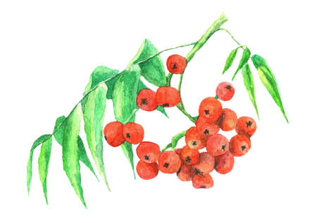 Rowan branch with leaves. Hand drawn illustration. isolated on white. Botanical watercolor.の写真素材