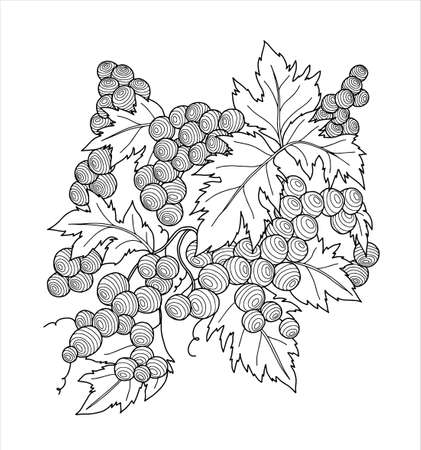 Bunch of grapes with leaves and on a white background. Coloring. Vector illustrationのイラスト素材