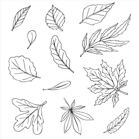 Set of leaves of different plants. Doodles. vector illustrationのイラスト素材