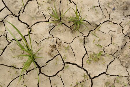 Grass shoots on cracked dry soil. Concept of drought overhead view