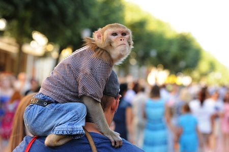 Tamed monkey in clothes sitting on man's shoulder closeupのeditorial素材