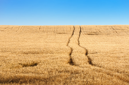 Trail in ripe wheat field to horizon and clear blue sky horizontalの写真素材